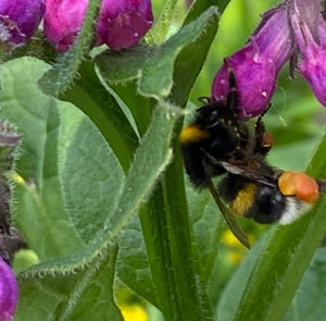 Symphytum officinale - Echter Beinwell – Bild 2