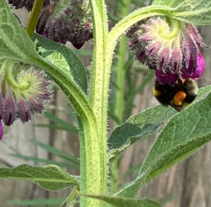 Symphytum officinale - Echter Beinwell – Bild 6