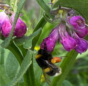 Symphytum officinale - Echter Beinwell – Bild 7
