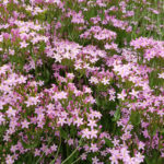 Centaurium erythraea - Echtes Tausendgüldenkraut