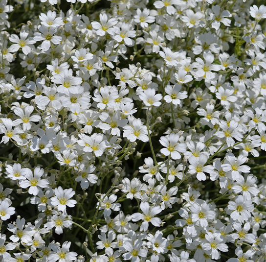 Gypsophila repens  Teppich Schleierkraut, Kriechendes Gipskraut   Nordischer Garten Shop