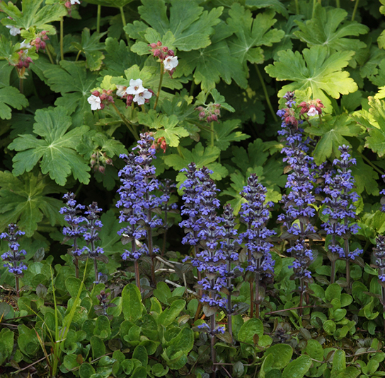 Ajuga reptans  Gnsel  Nordischer Garten Shop