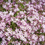 Gypsophila repens ´Rosea` - Rosa Polster-Schleierkraut