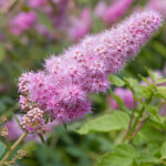 Spiraea salicifolia - Weidenblättrige Spiere - Besonderheit