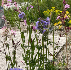 Blumenwiese im Topf - halbschattig, nicht heiß (Ersparnis 2,80) - 7 Pflanzen – Bild 5