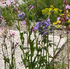 Blumenwiese im Topf - halbschattig, nicht heiß (Ersparnis 2,80) - 7 Pflanzen – Bild 2