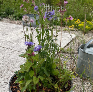 Blumenwiese im Topf - halbschattig, nicht heiß (Ersparnis 2,80) - 7 Pflanzen – Bild 4
