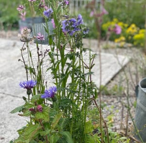 Blumenwiese im Topf - halbschattig, nicht heiß (Ersparnis 2,80) - 7 Pflanzen – Bild 3