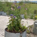 Blumenwiese im Topf - halbschattig, nicht heiß (Ersparnis 2,80) - 7 Pflanzen
