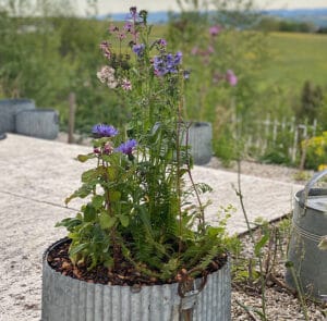 Blumenwiese im Topf - halbschattig, nicht heiß (Ersparnis 2,80) - 7 Pflanzen