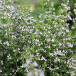 Calamintha nepeta - Steinquendel, Bergminze