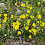 Helianthemum nummularium - Gelbes, Gewöhnliches Sonnenröschen