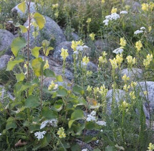Linaria vulgaris - Echtes Leinkraut – Bild 3