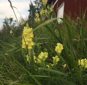 Linaria vulgaris - Echtes Leinkraut – Bild 9