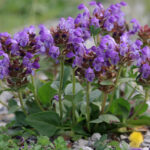Prunella grandiflora - Großblütige Braunelle
