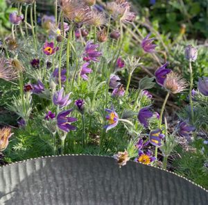 Wasserschale Lythrum – Bild 11