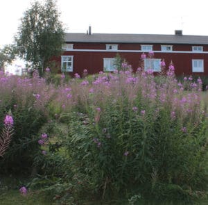 Epilobium angustifolium - Rallarros, Schmalblättriges Weidenröschen – Bild 8