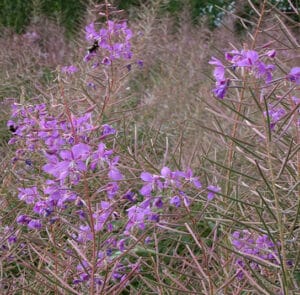 Epilobium angustifolium - Rallarros, Schmalblättriges Weidenröschen – Bild 2