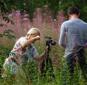 Epilobium angustifolium - Rallarros, Schmalblättriges Weidenröschen – Bild 3