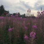 Epilobium angustifolium - Rallarros, Schmalblättriges Weidenröschen