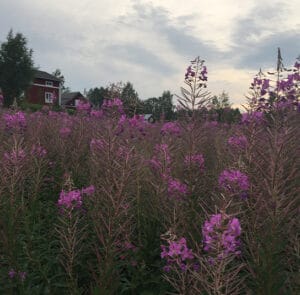 Epilobium angustifolium - Rallarros, Schmalblättriges Weidenröschen
