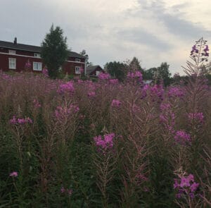Epilobium angustifolium - Rallarros, Schmalblättriges Weidenröschen – Bild 10