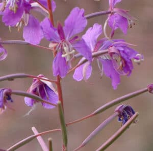 Epilobium angustifolium - Rallarros, Schmalblättriges Weidenröschen – Bild 12