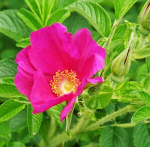 Rosa gallica - Duftende Essigrose, Apothekerrose