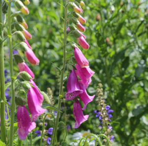 Roter Fingerhut (Digitalis purpurea) Saatgut – Bild 3