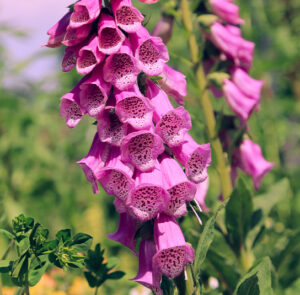 Roter Fingerhut (Digitalis purpurea) Saatgut – Bild 2