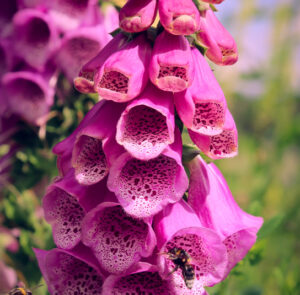 Roter Fingerhut (Digitalis purpurea) Saatgut – Bild 9