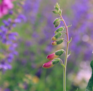 Roter Fingerhut (Digitalis purpurea) Saatgut – Bild 6