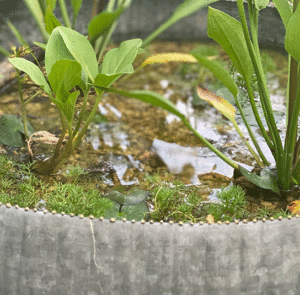 Wasserschale Lythrum groß – Bild 16