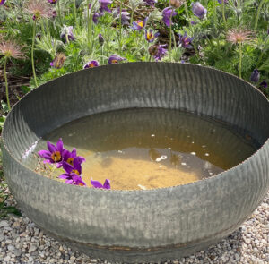 Wasserschale Lythrum – Bild 3