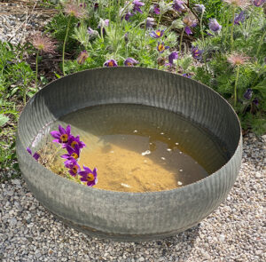 Wasserschale Lythrum groß – Bild 12
