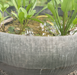 Wasserschale Lythrum groß – Bild 7