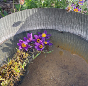 Wasserschale Lythrum groß – Bild 8