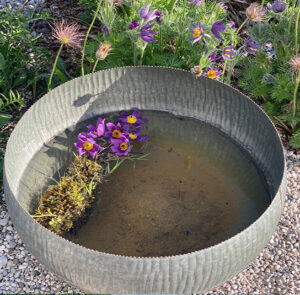 Wasserschale Lythrum groß – Bild 6