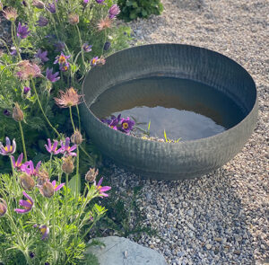Wasserschale Lythrum – Bild 7