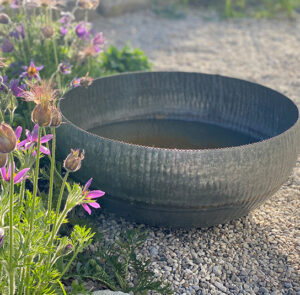 Wasserschale Lythrum – Bild 6