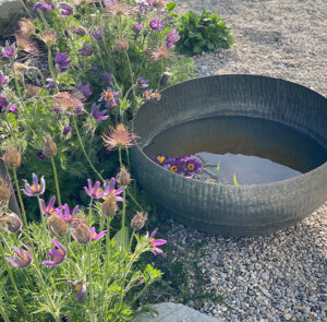 Wasserschale Lythrum groß – Bild 2