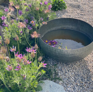 Wasserschale Lythrum – Bild 4