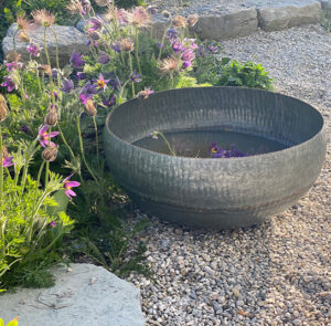 Wasserschale Lythrum groß – Bild 14