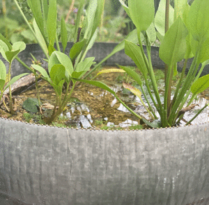 Wasserschale Lythrum groß – Bild 3