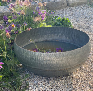 Wasserschale Lythrum – Bild 16