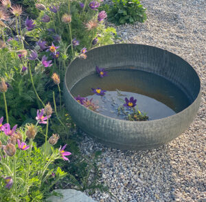 Wasserschale Lythrum groß – Bild 13