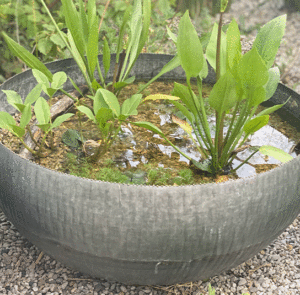 Wasserschale Lythrum groß – Bild 17