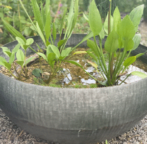 Wasserschale Lythrum groß