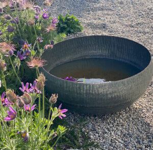 Wasserschale Lythrum groß – Bild 11