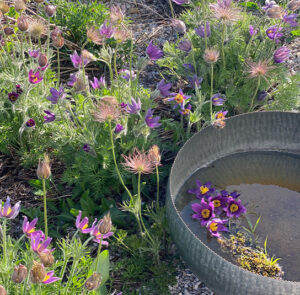 Wasserschale Lythrum groß – Bild 10